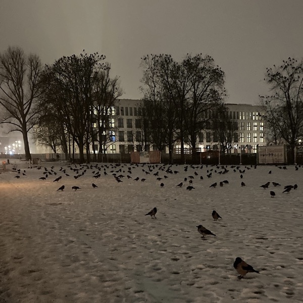 birds gathering on snow